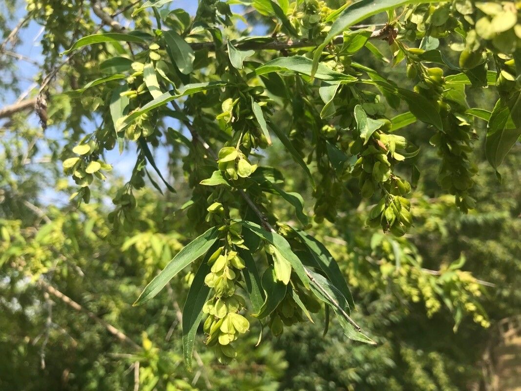 Fontanesia fortunei fruit
