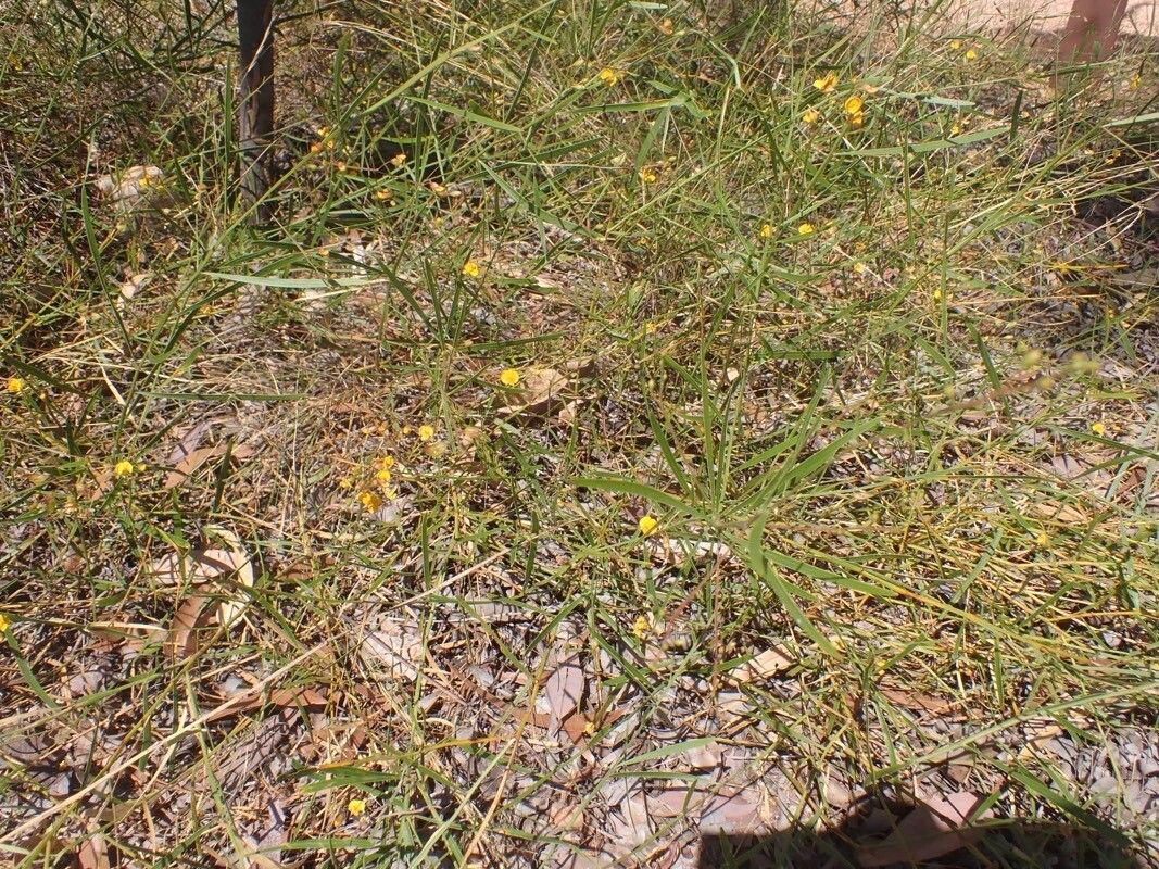 Bossiaea bossiaeoides habit