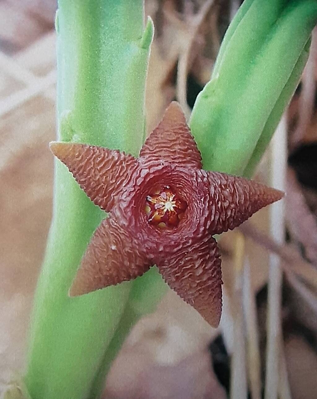Stapelia kwebensis flower