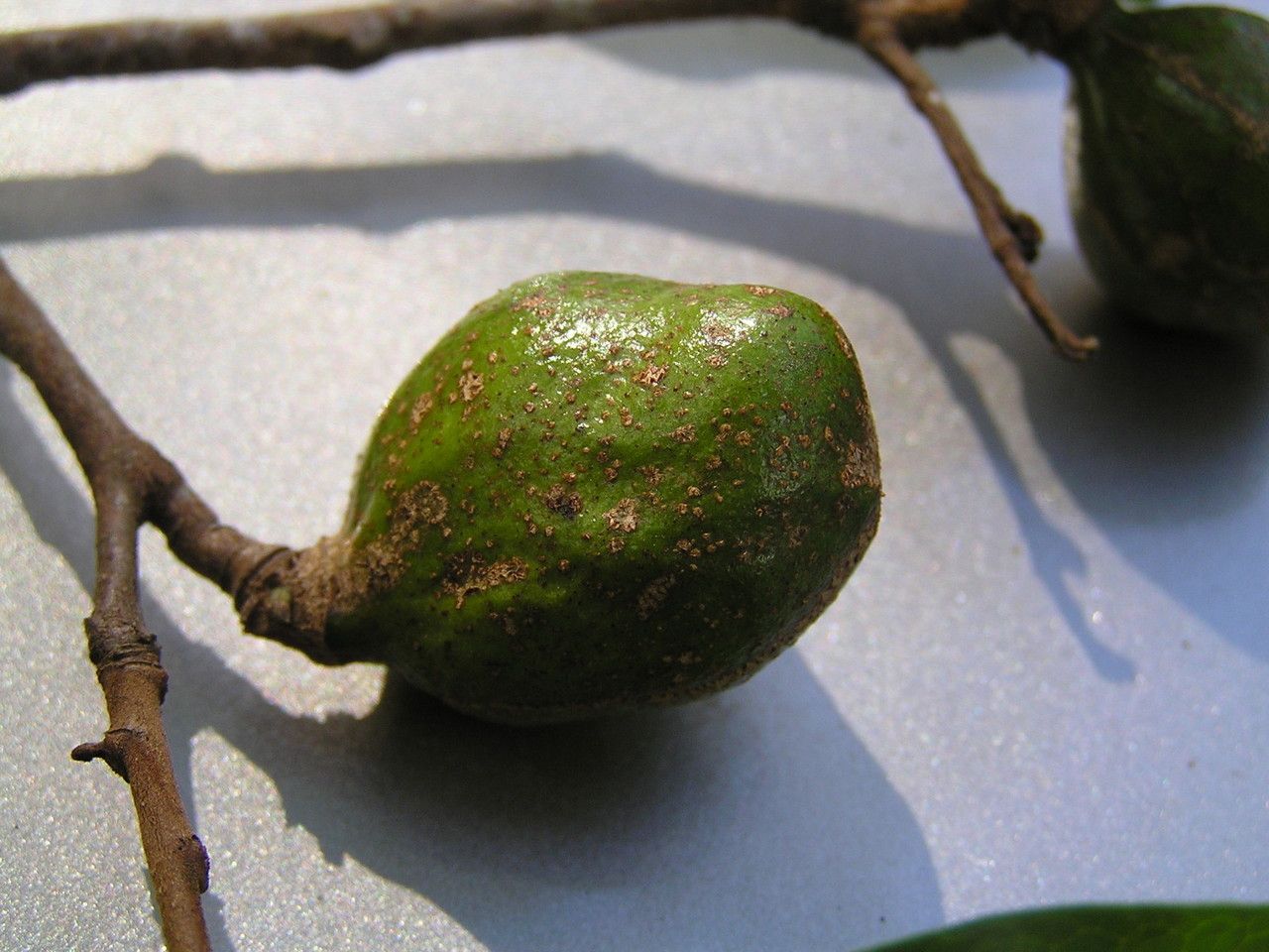 Xylopia vieillardii fruit
