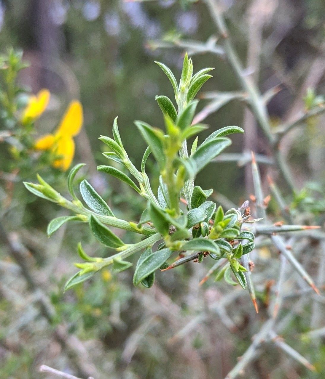 Cytisus purgans leaf