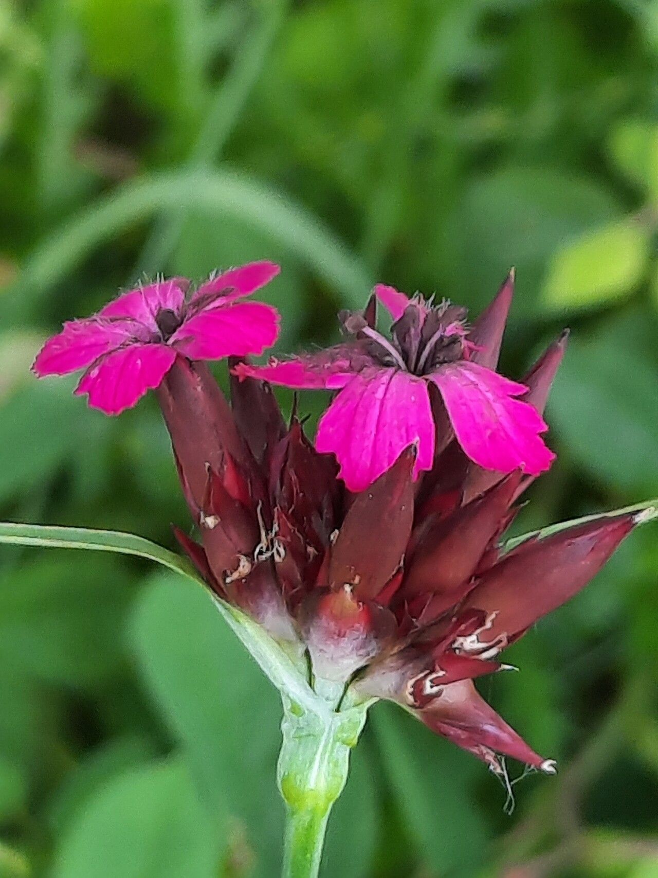 Dianthus giganteus flower