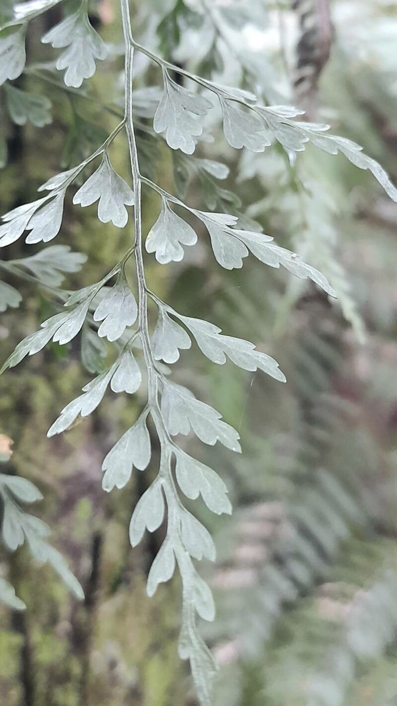 Asplenium scandicinum — houseplant care guide