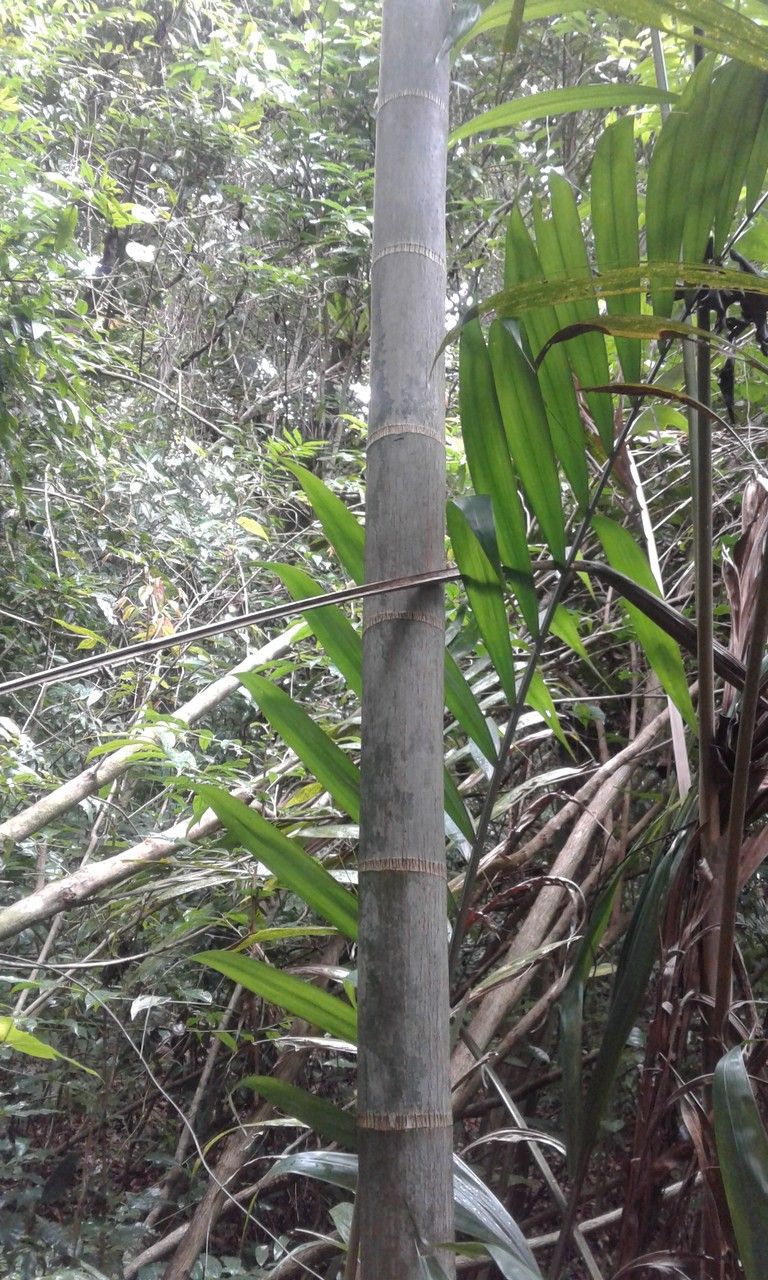 Dypsis lanceolata bark