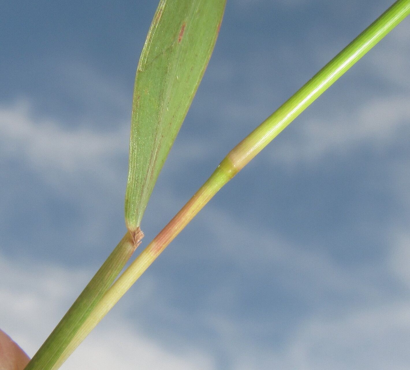 Hyparrhenia cymbaria — houseplant care guide