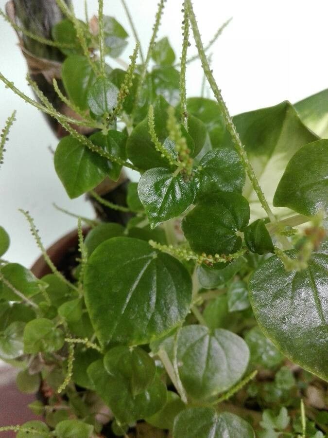 Peperomia pellucida fruit