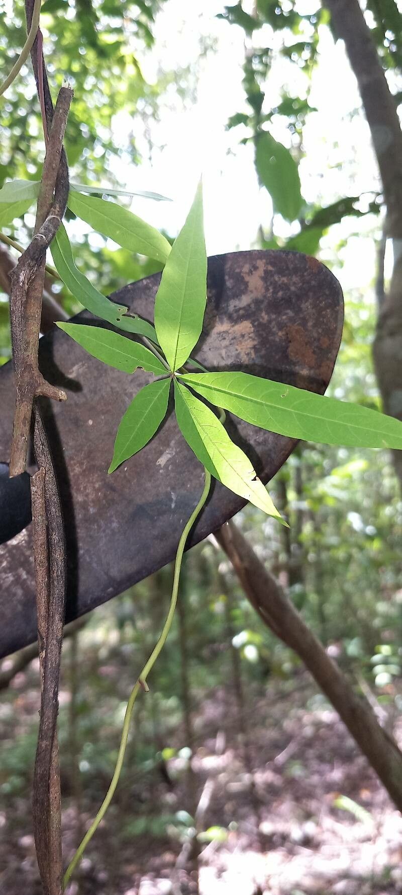 Distimake macrocalyx — houseplant care guide