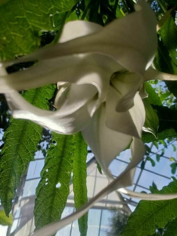 Brugmansia × cubensis flower