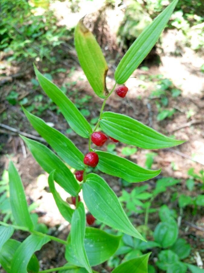 Streptopus lanceolatus fruit