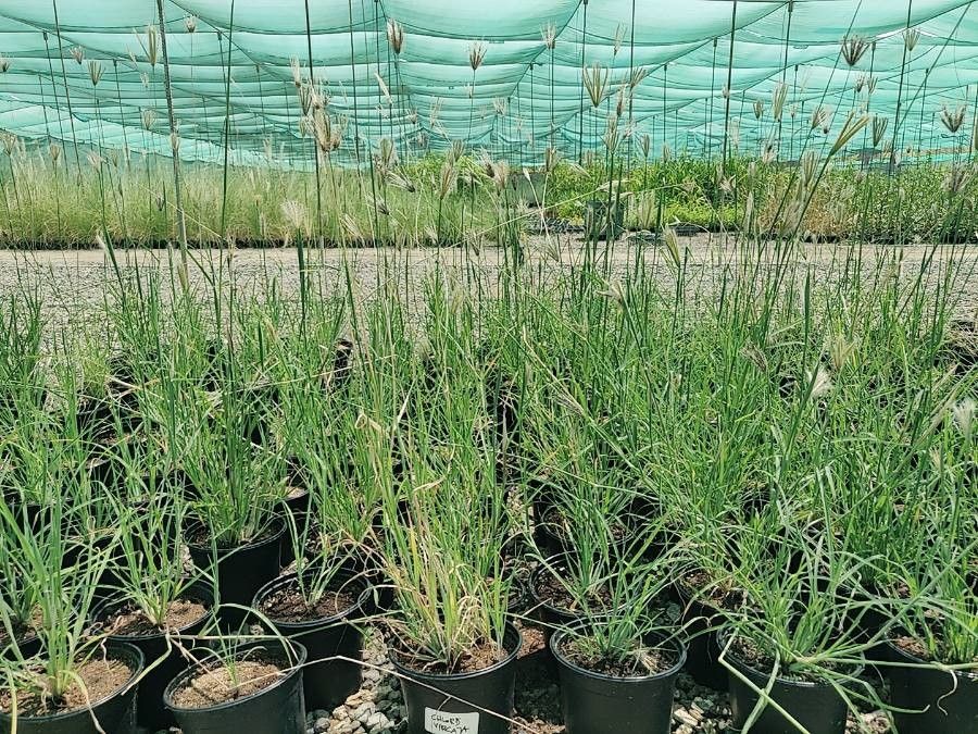 Chloris virgata leaf