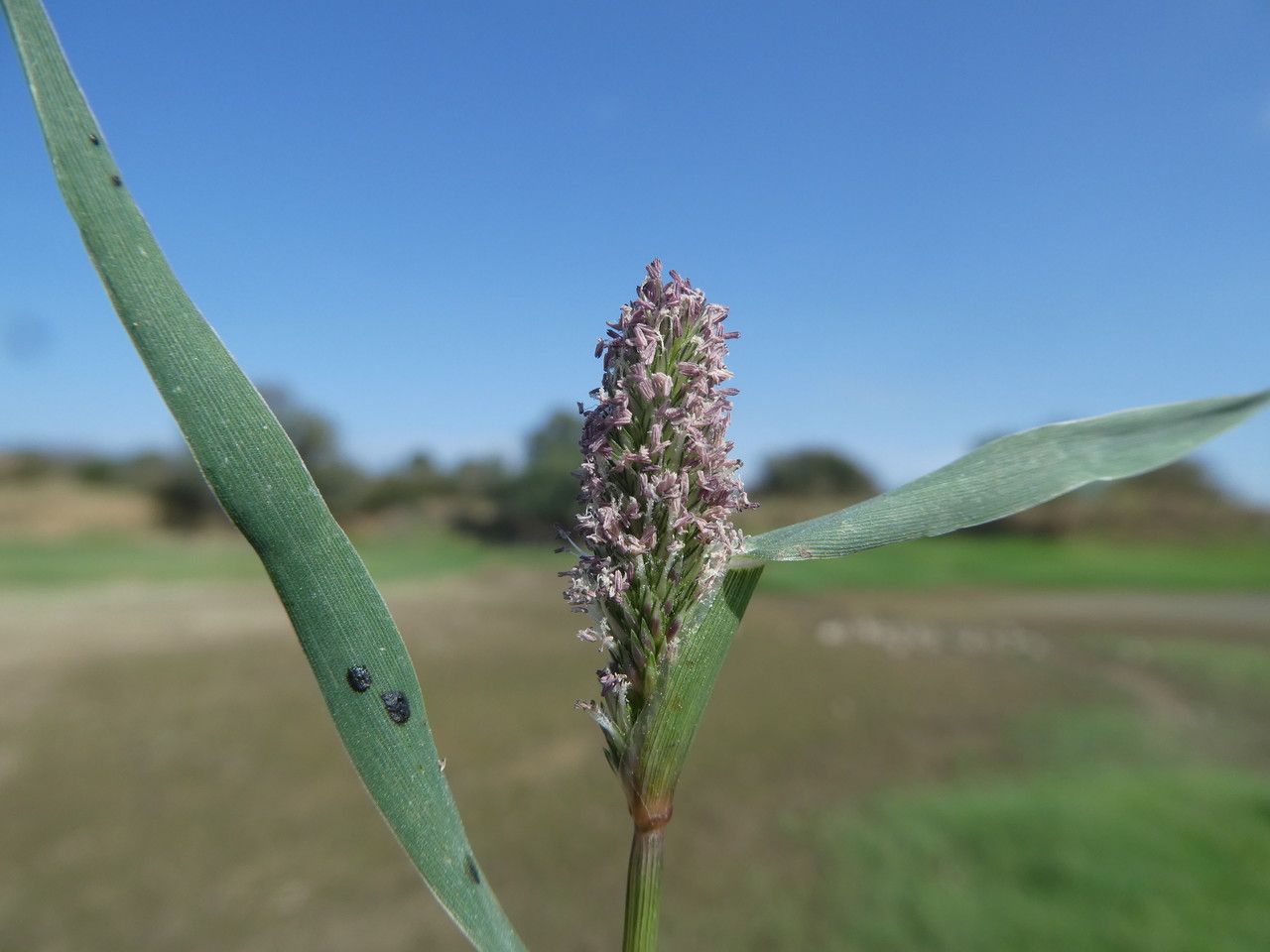 Crypsis schoenoides flower