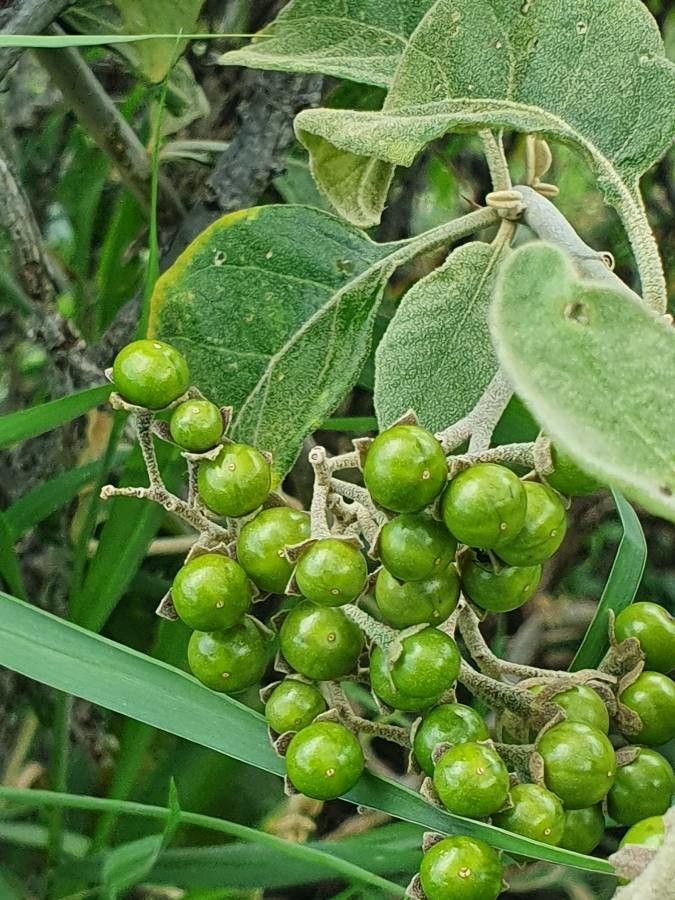 Solanum tettense fruit