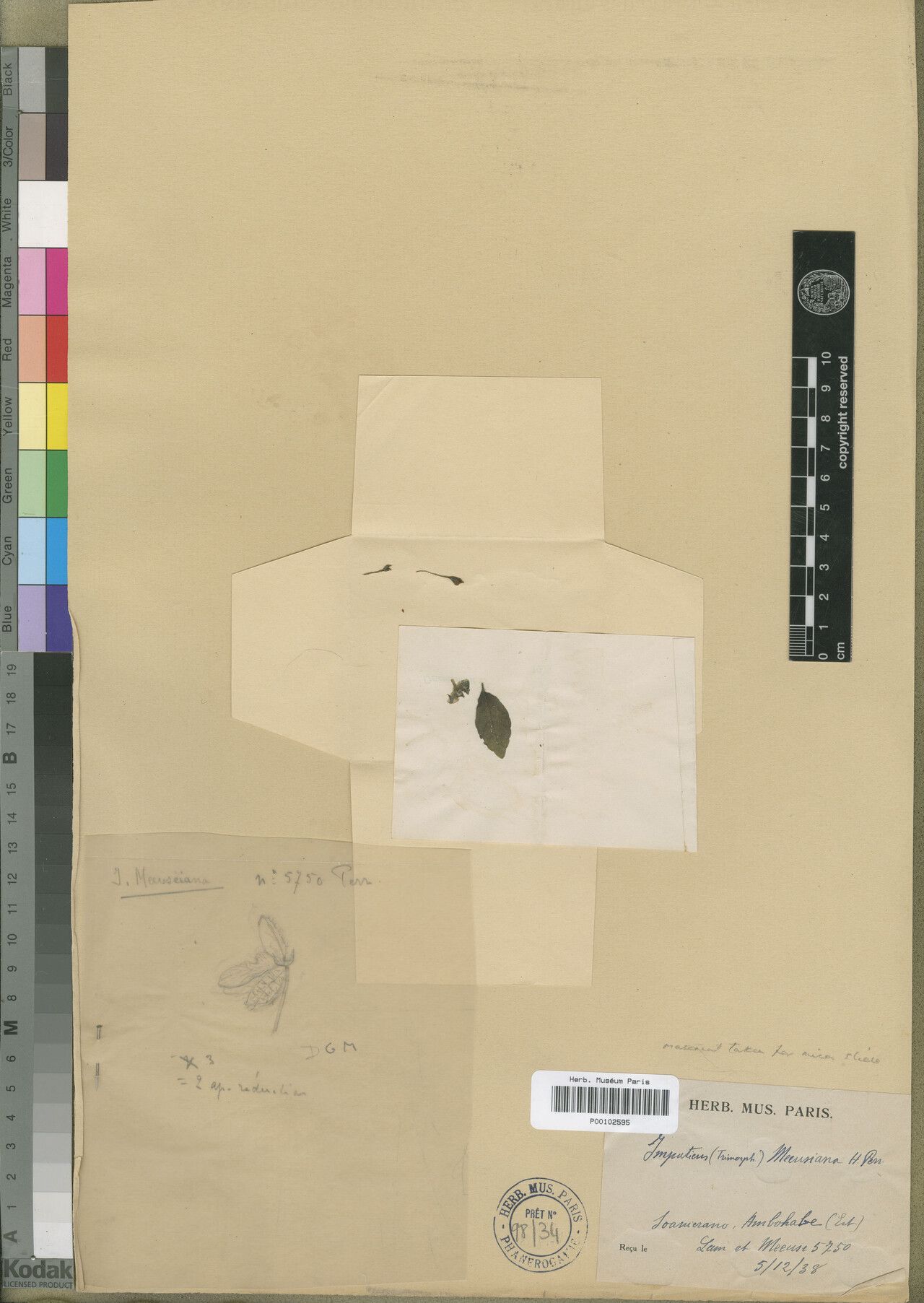 Impatiens meeuseiana — houseplant care guide