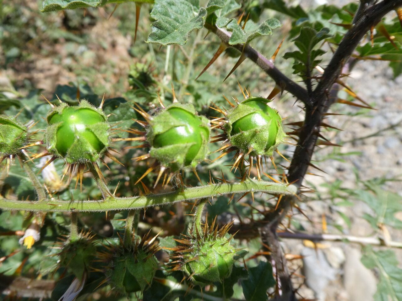 Solanum sisymbriifolium fruit