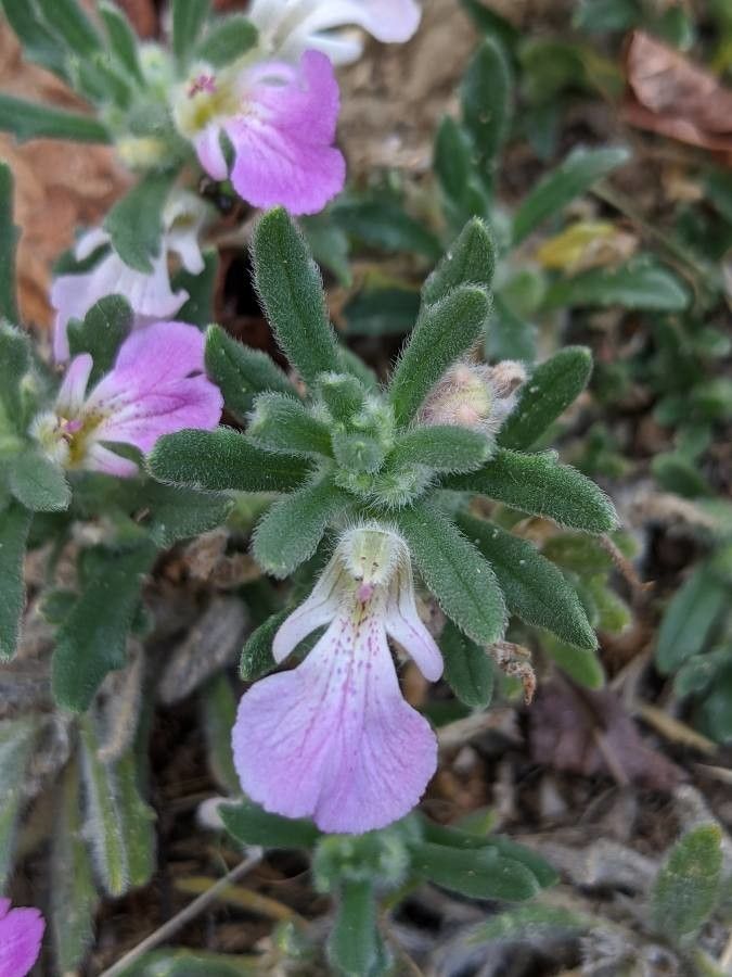 Ajuga iva flower
