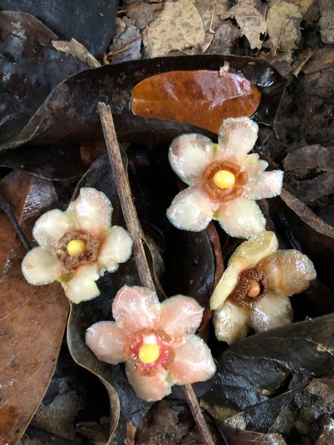Garcinia prainiana flower
