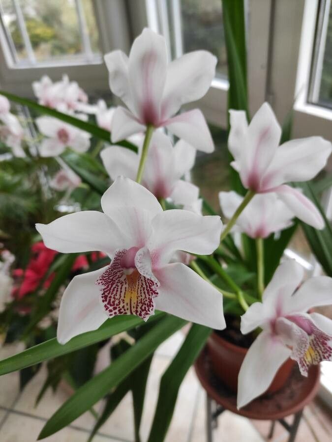 Cymbidium devonianum flower