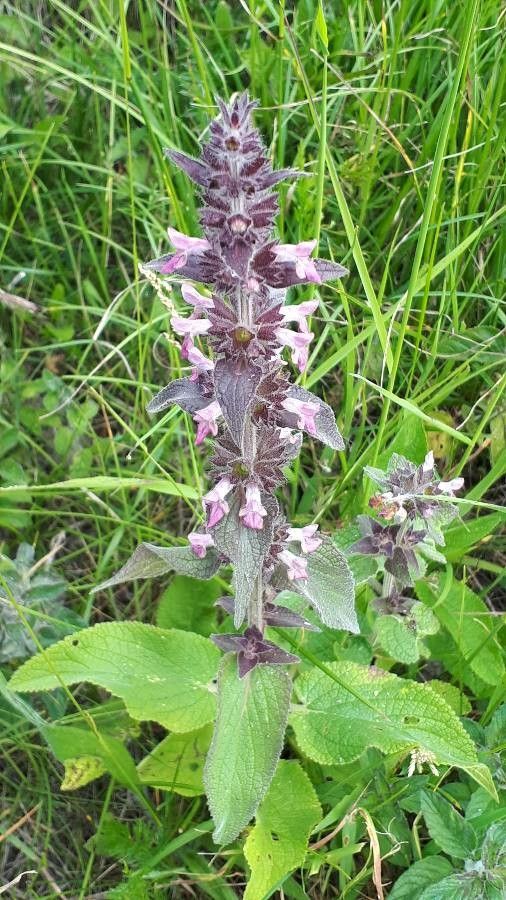 Stachys alpina flower