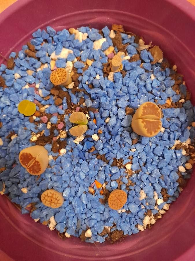 Lithops karasmontana bark