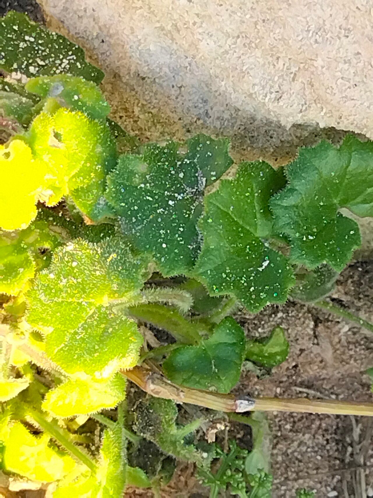 Cineraria geifolia leaf