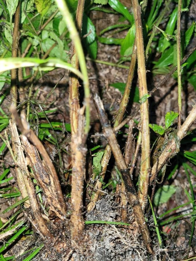 Hyptis verticillata bark
