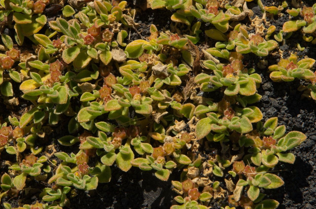 Aizoon canariense leaf