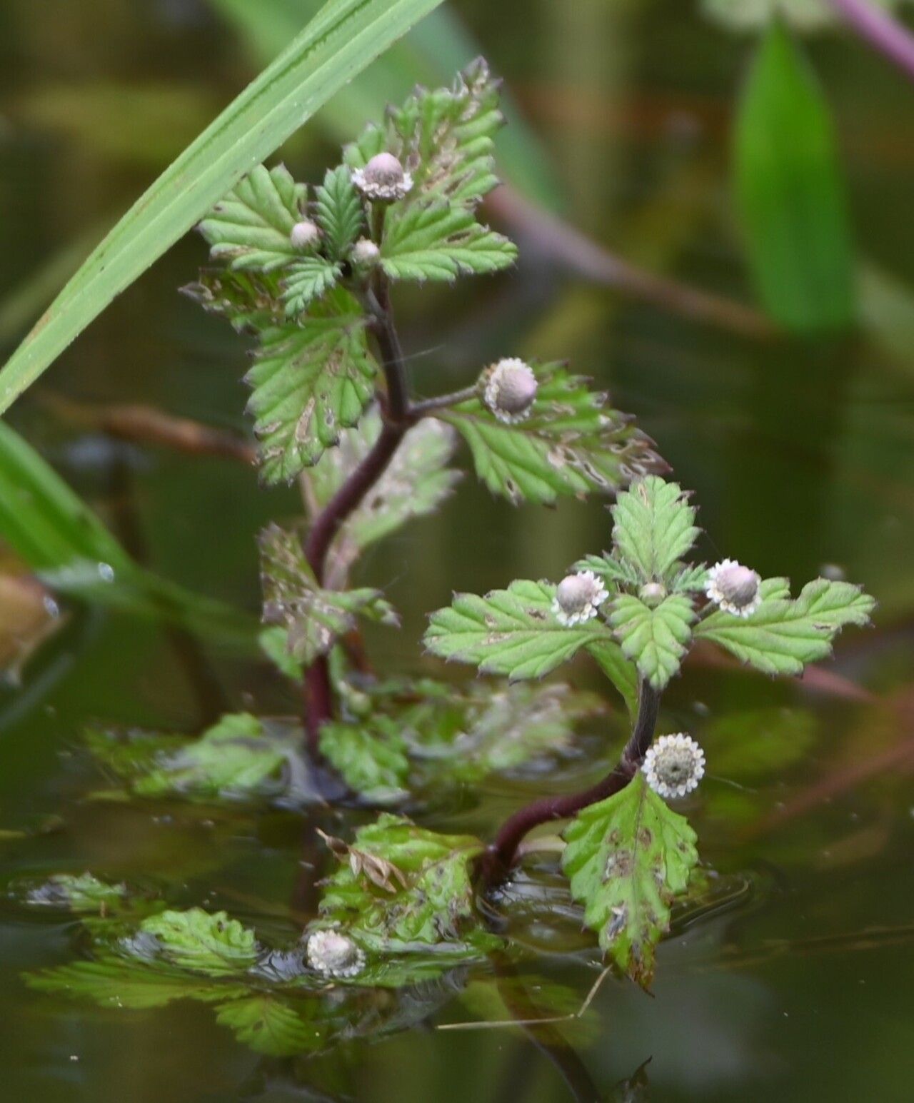 Phyla betulifolia habit