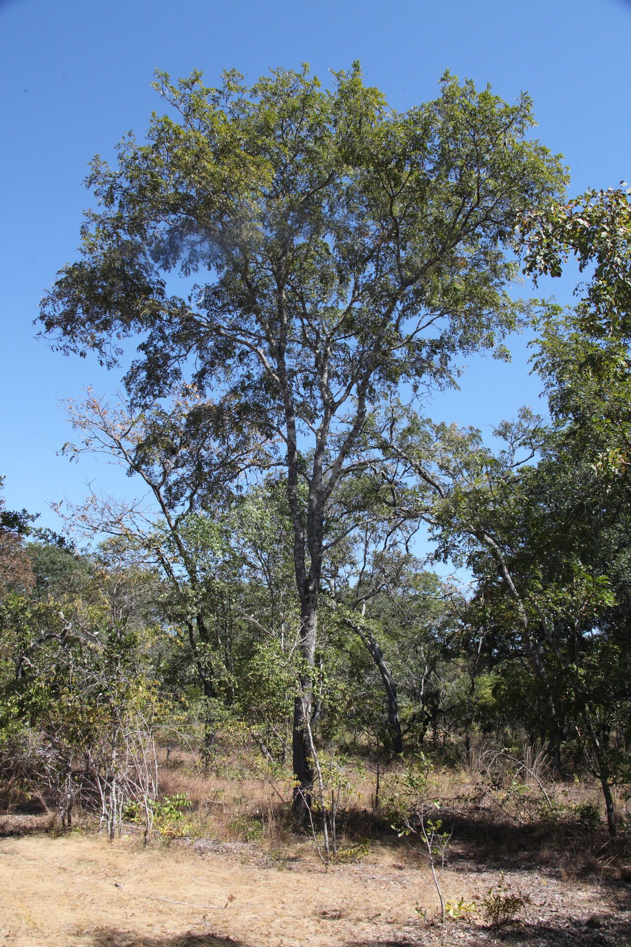Erythrophleum africanum habit