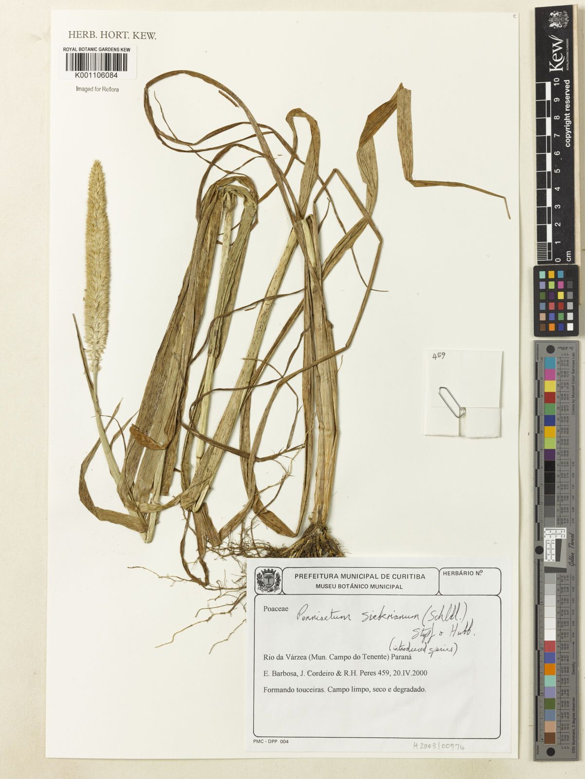 Cenchrus sieberianus — houseplant care guide