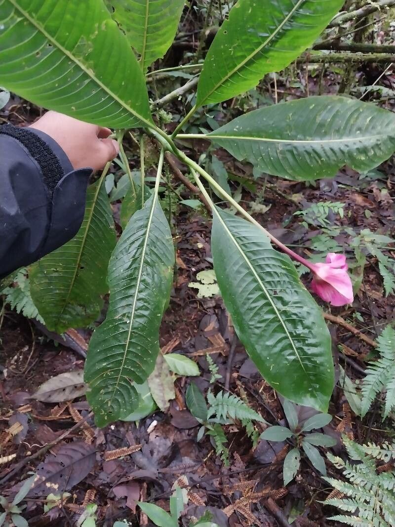 Palicourea correae leaf