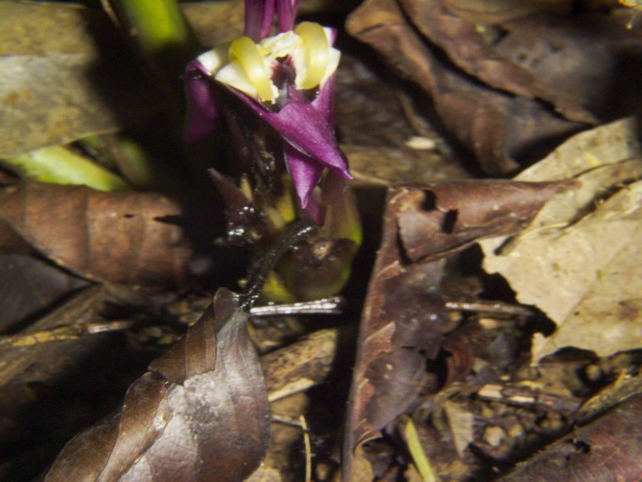 Goeppertia cleistantha bark