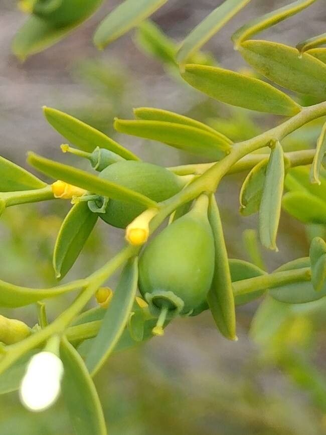 Olax stricta fruit