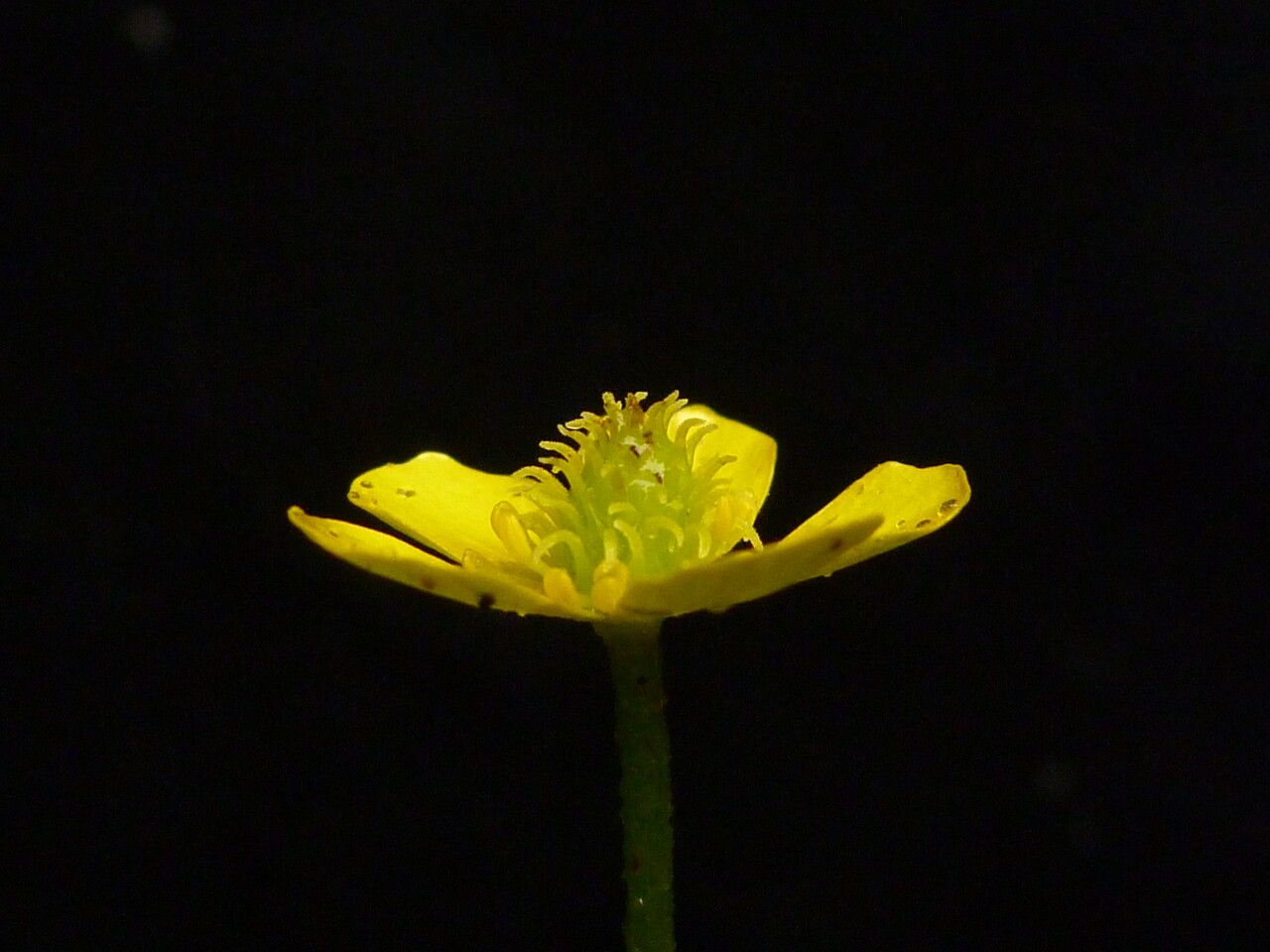 Ranunculus adoxifolius flower
