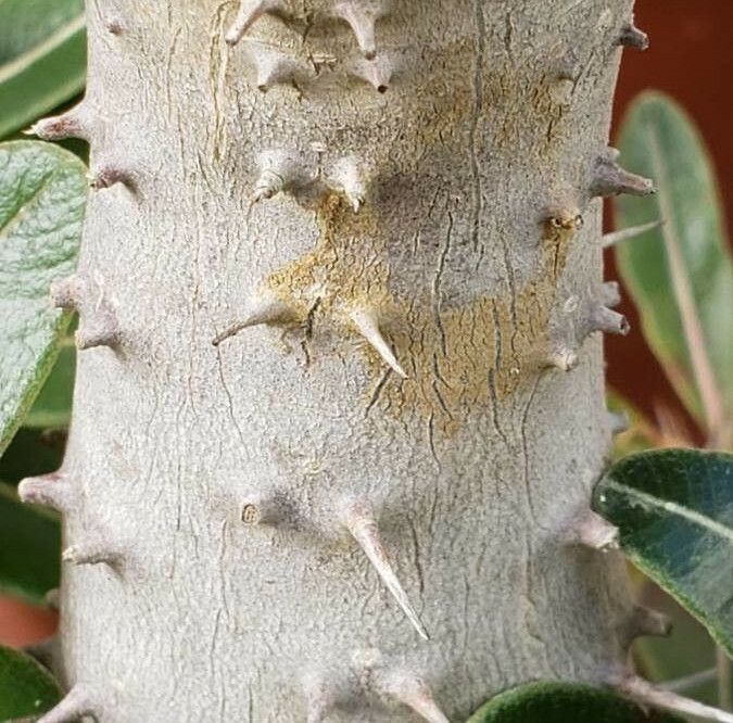 Pachypodium rosulatum bark