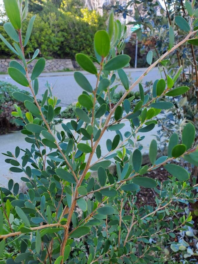 Leptospermum laevigatum leaf