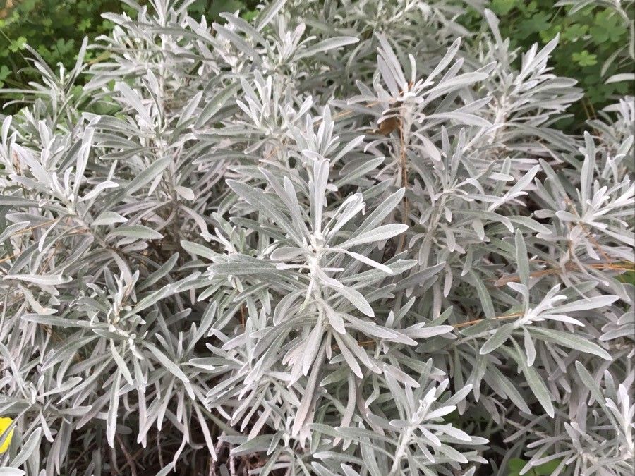 Helichrysum panormitanum habit
