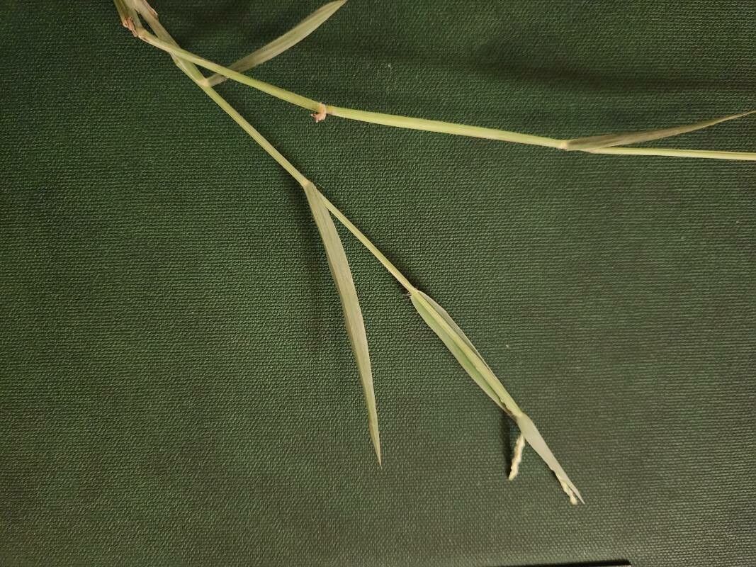 Urochloa leersioides — houseplant care guide