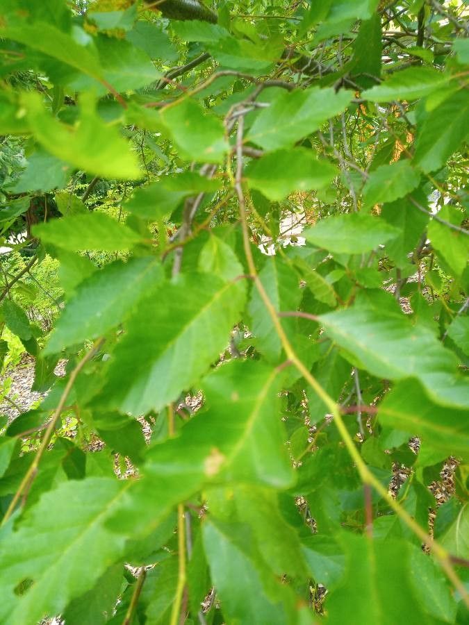 Alnus orientalis leaf