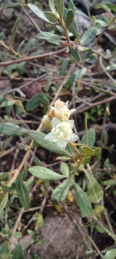 Croton capitatus flower