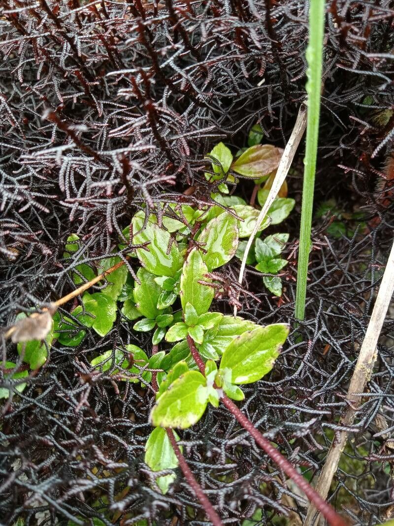 Ageratina gracilis — search result for 'Ageratina'