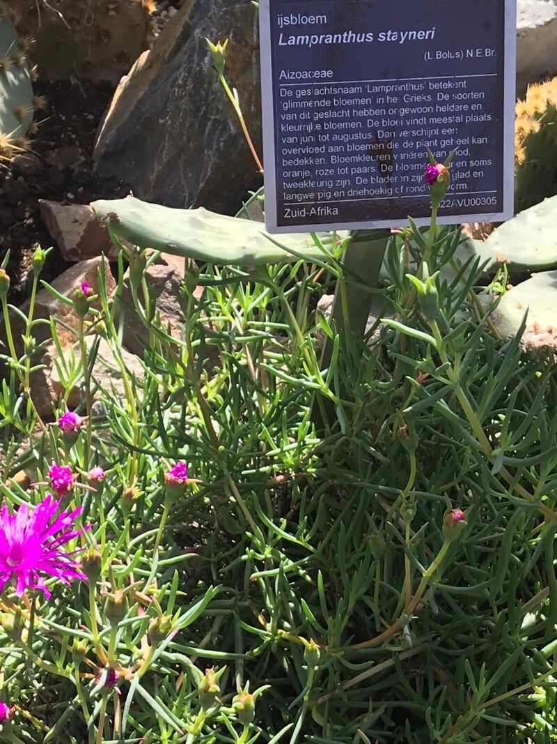 Lampranthus steenbergensis — houseplant care guide