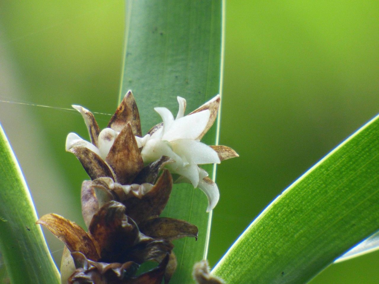 Angraecum bracteosum flower