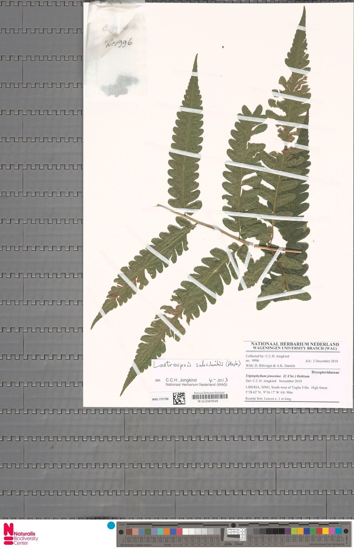 Parapolystichum subsimile — houseplant care guide