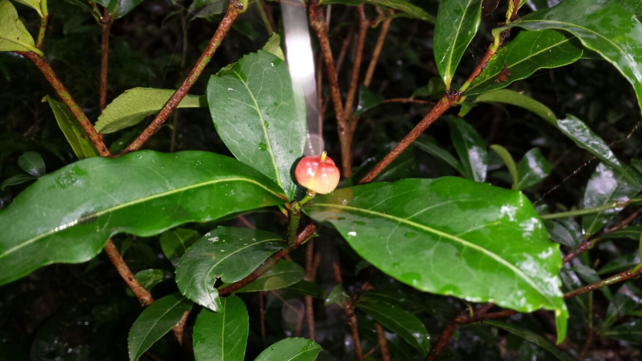 Excoecaria thouarsiana fruit
