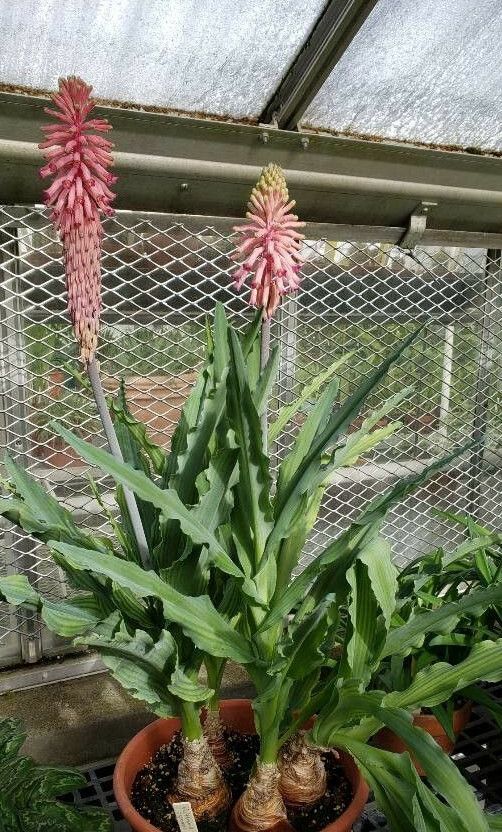 Veltheimia capensis habit