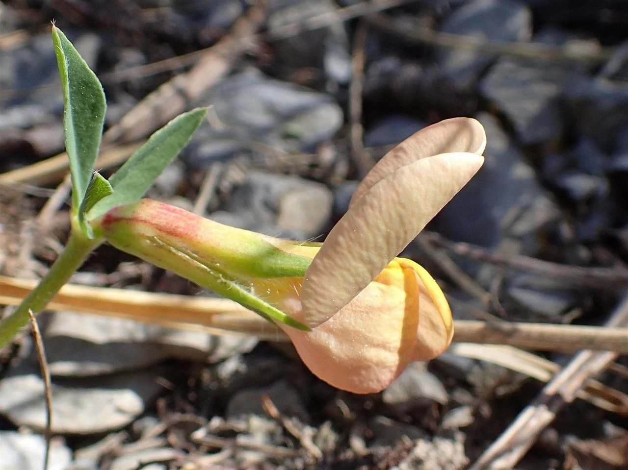 Tetragonolobus maritimus fruit