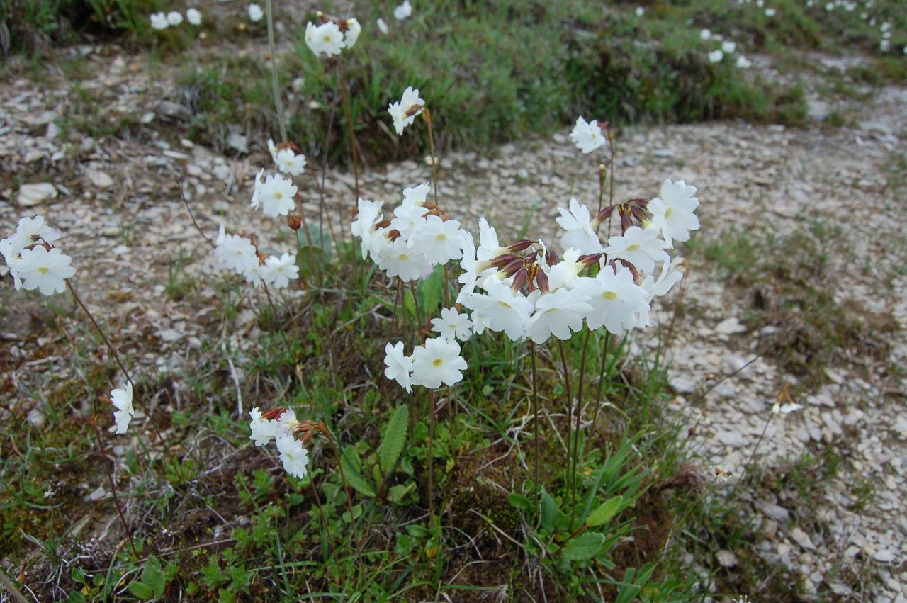 Primula munroi habit