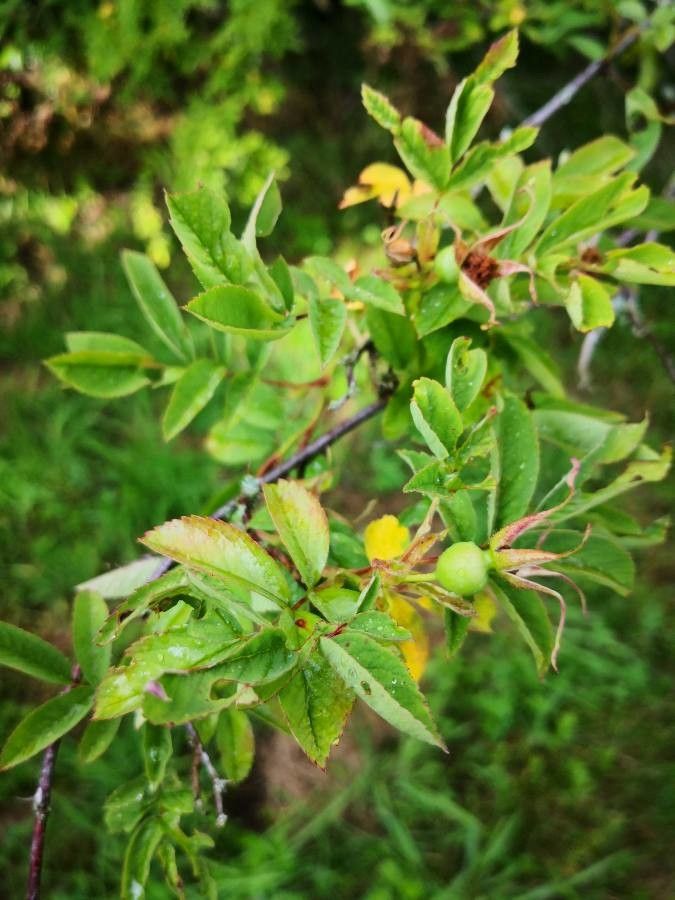 Rosa davurica fruit