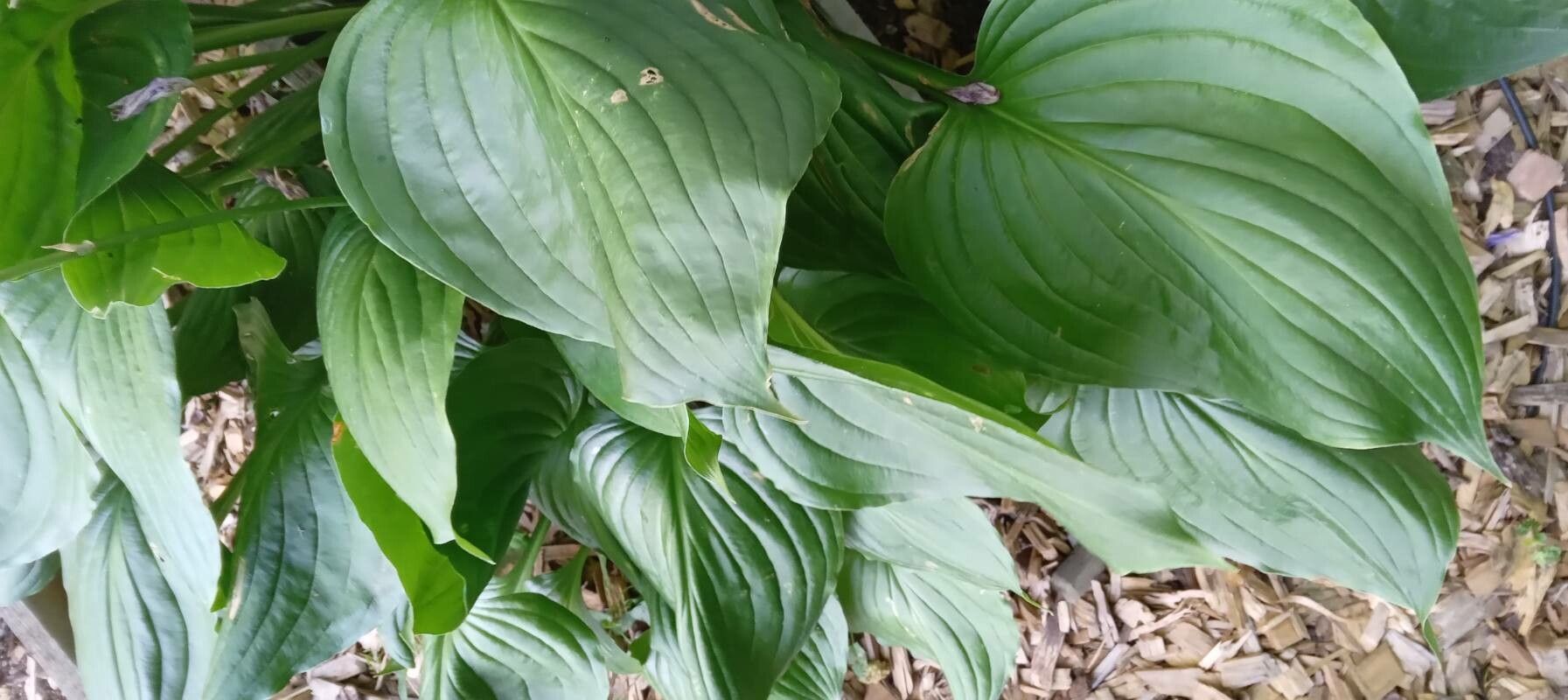 Hosta capitata
