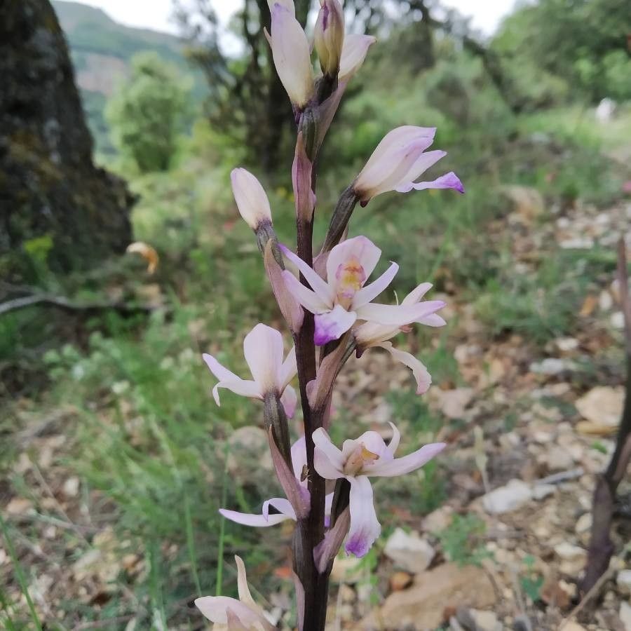 Limodorum trabutianum — related species from the same genus